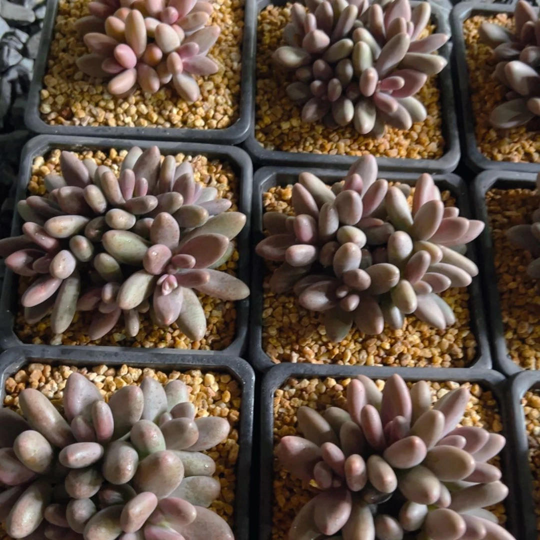 糖果么人1111111111