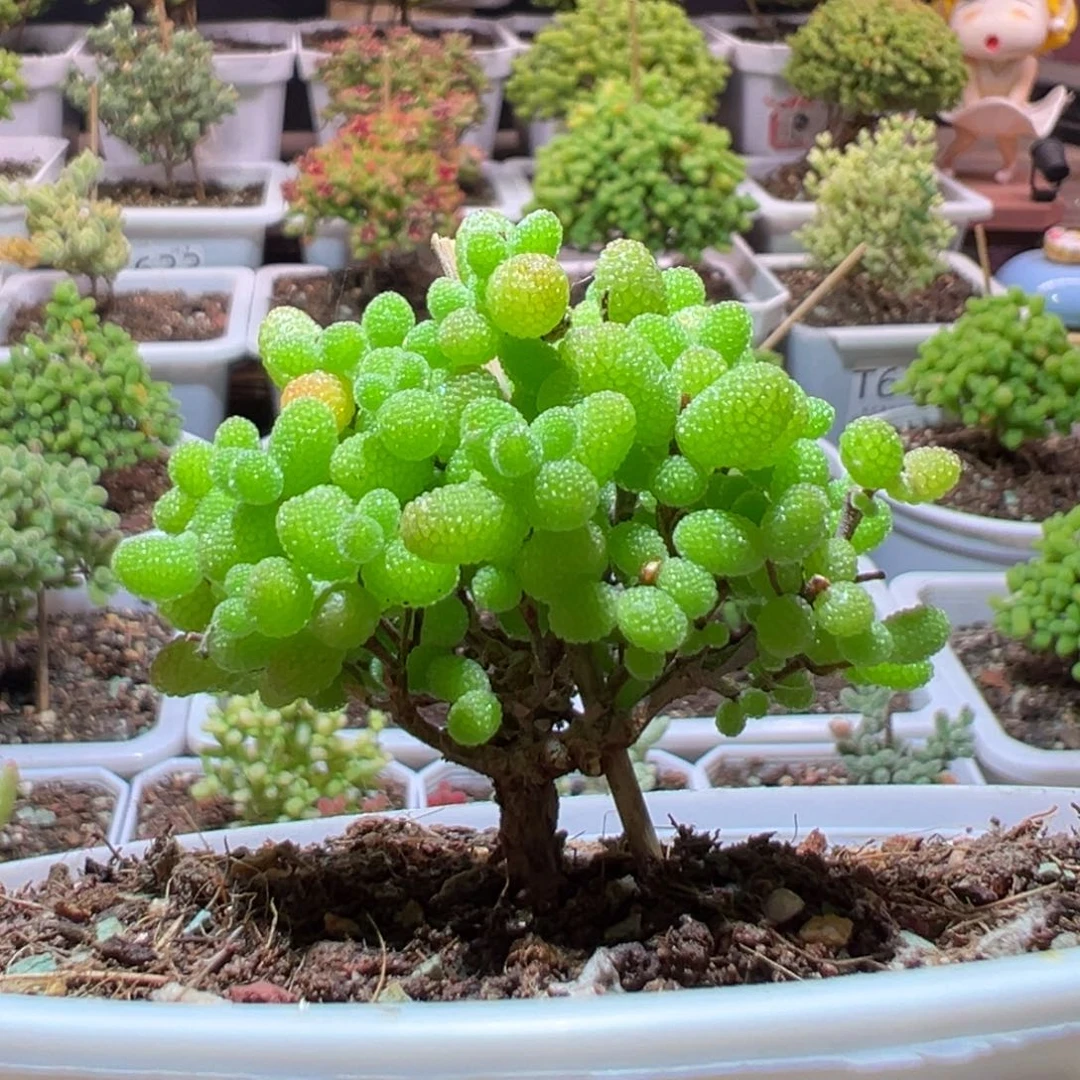 J672金桔带盆土发货一物一拍