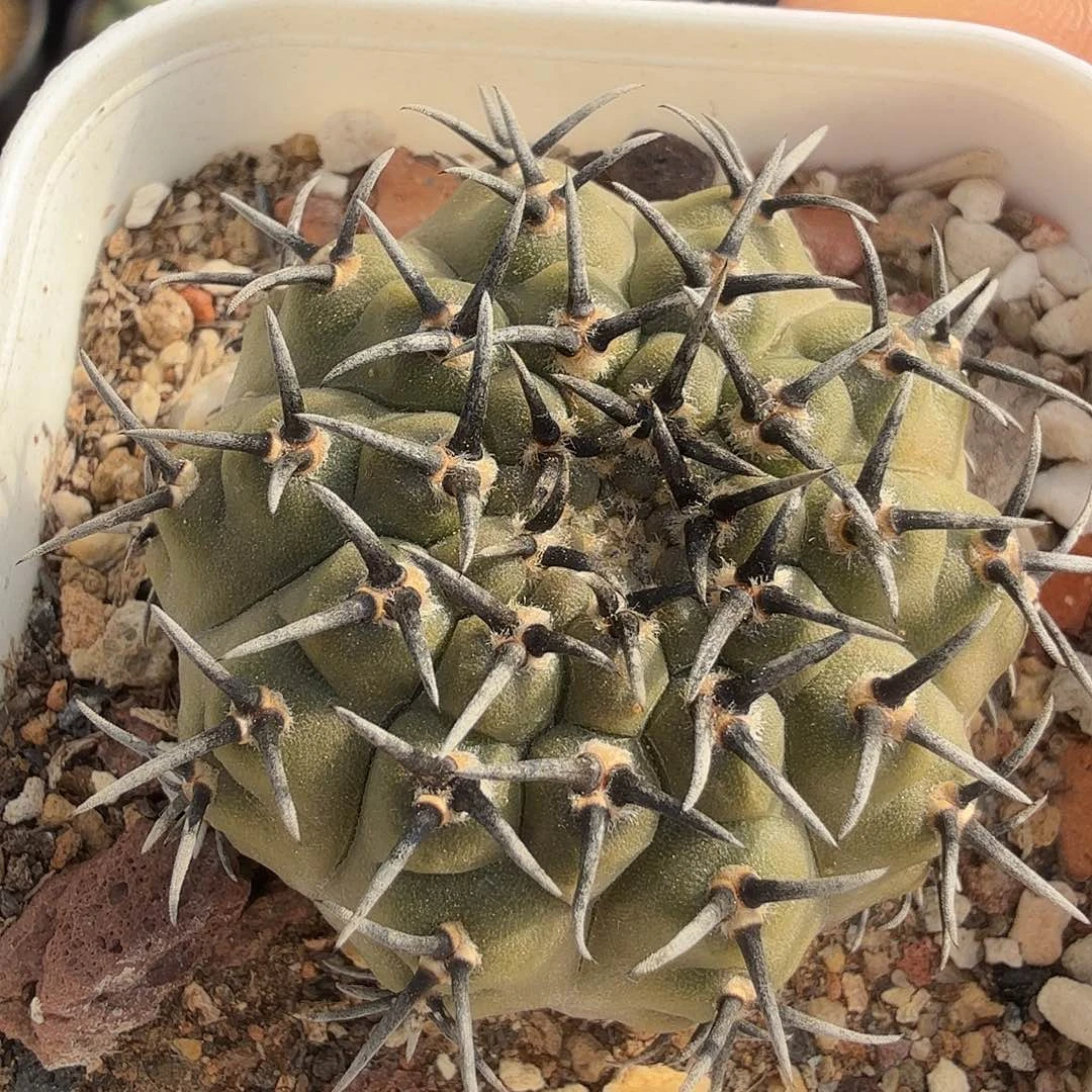 实生黑刺凤头脱土发货