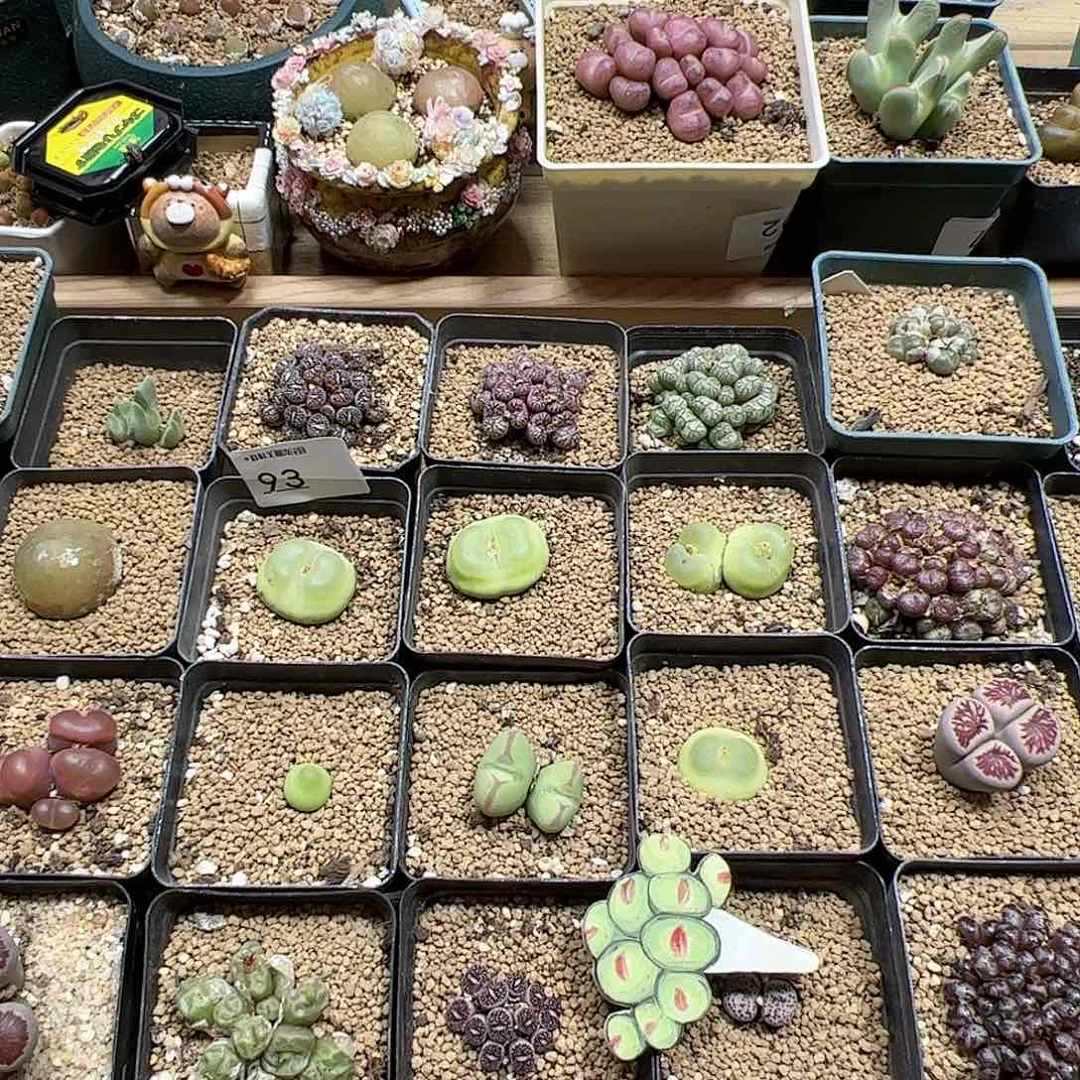 【闪购商品】文*样文小样