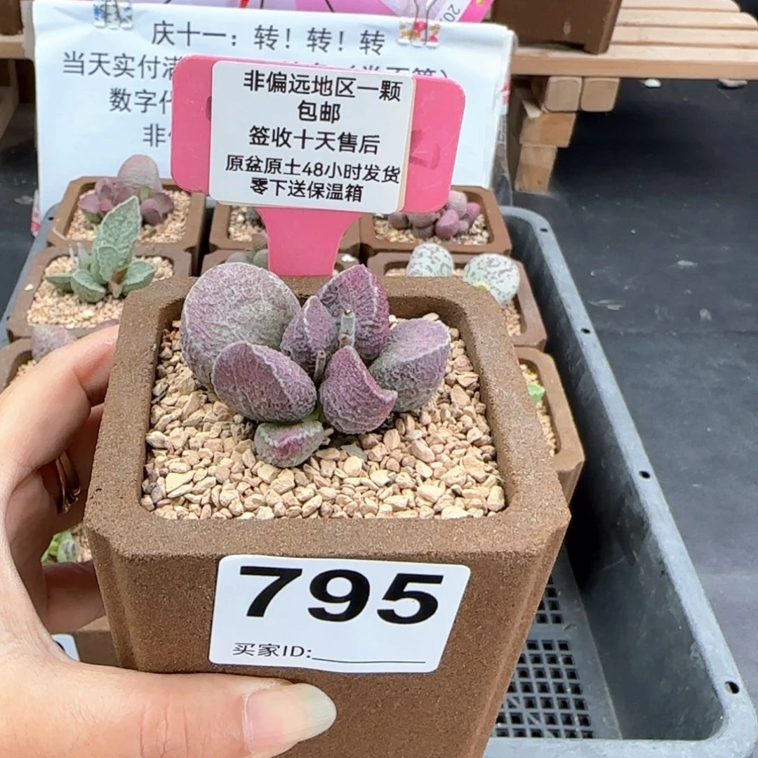 795哈莫猪肝多肉植物