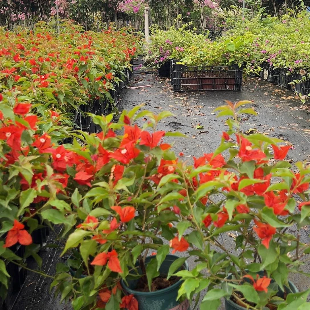 大部分花苞少量开放红桑巴掌中宝一颗