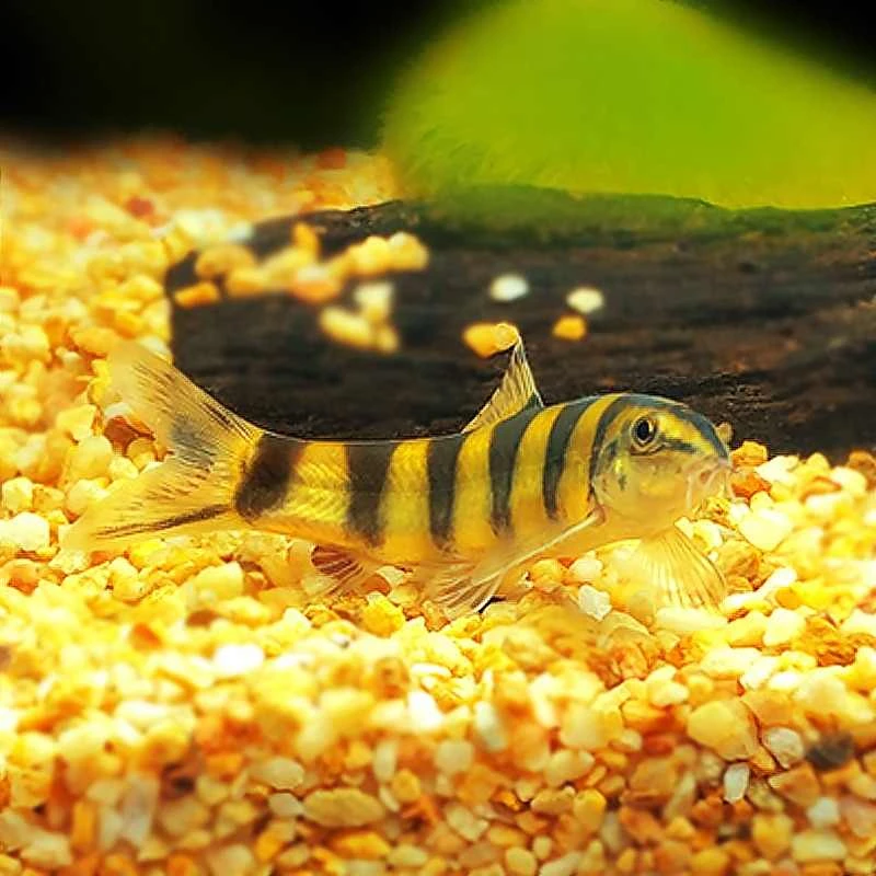 冷水鱼 观赏鱼 纯正壮体沙鳅 吃残渣鱼粪工具鱼 九间鼠清洁鱼