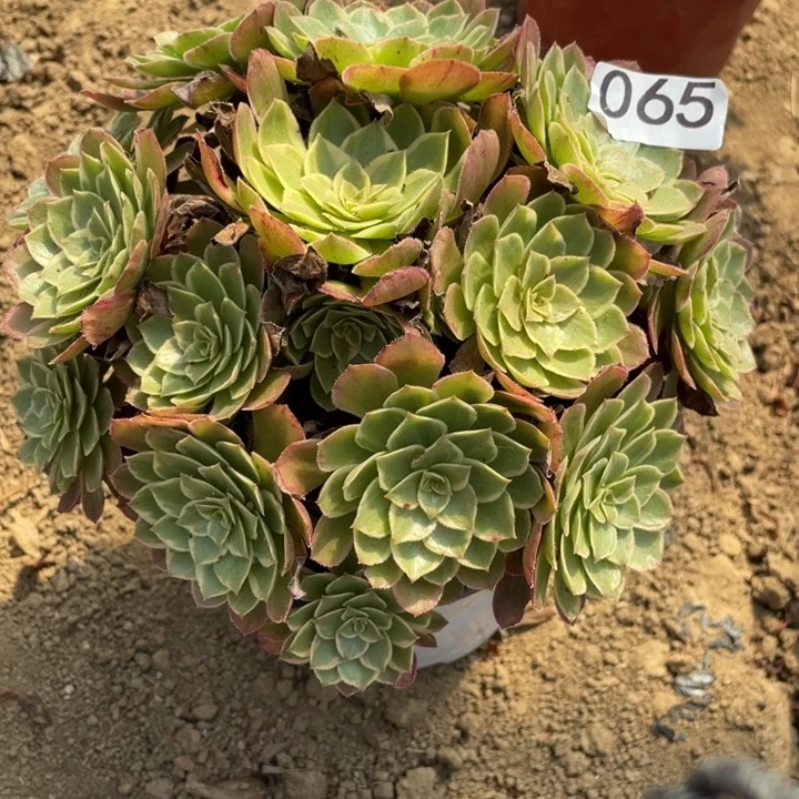 无花朵065对肉植物莲花座