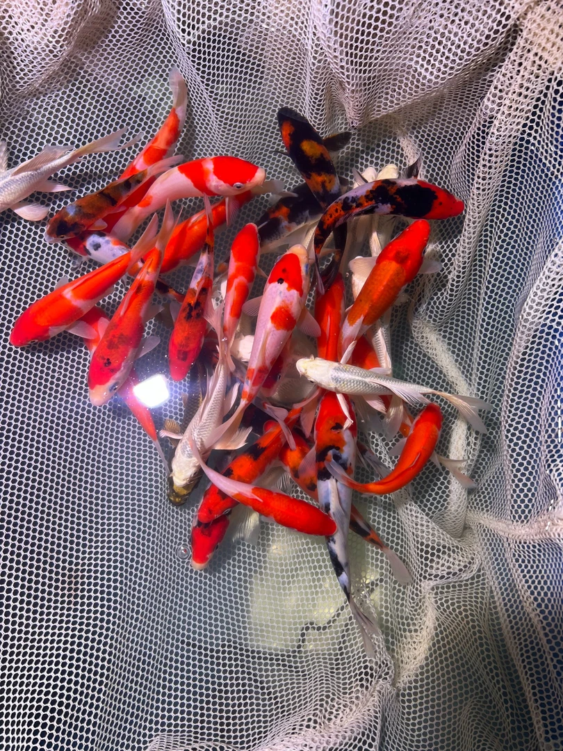 1-100锦鲤观赏鱼红白大正昭和绯泻白泻