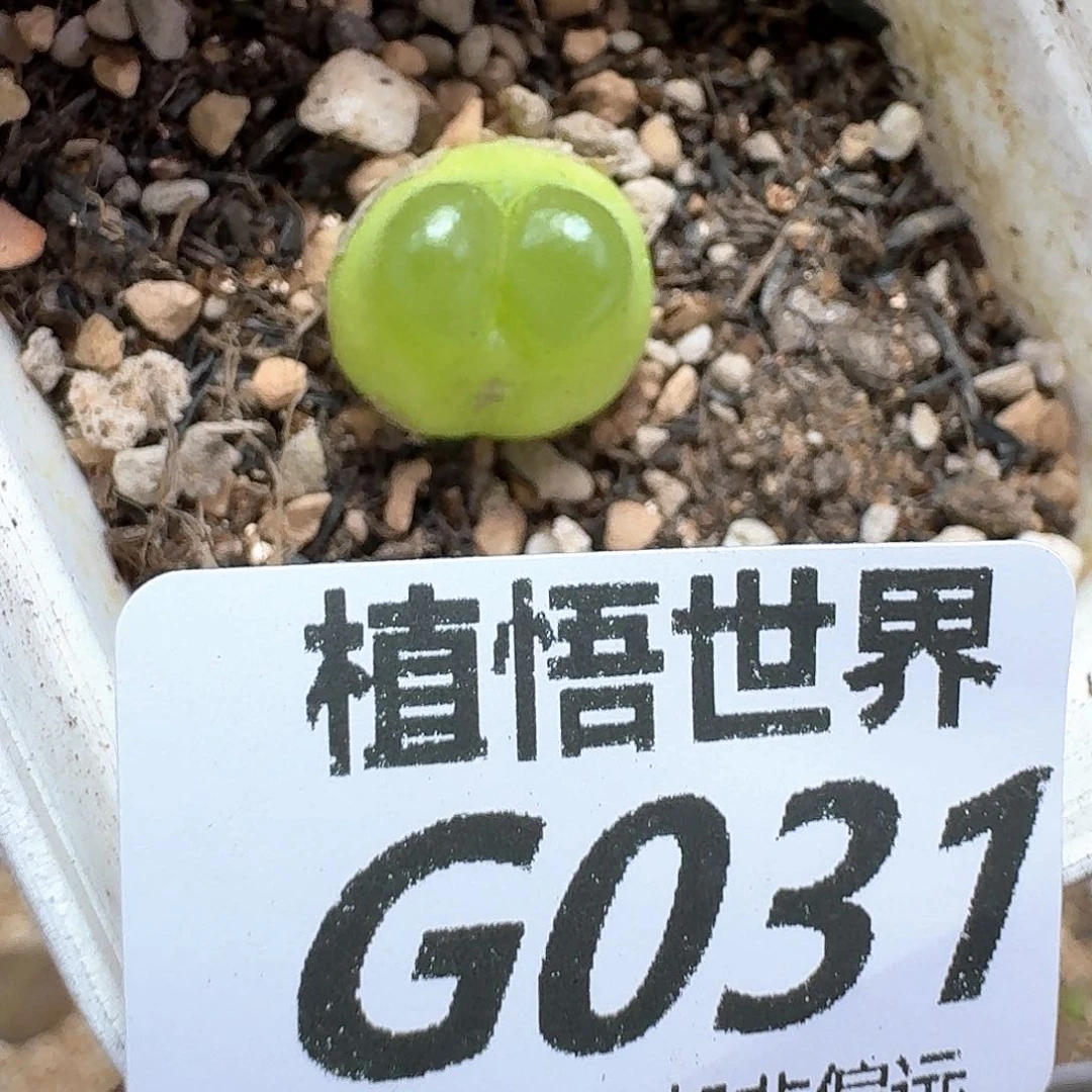 多肉植物的润泽额fg