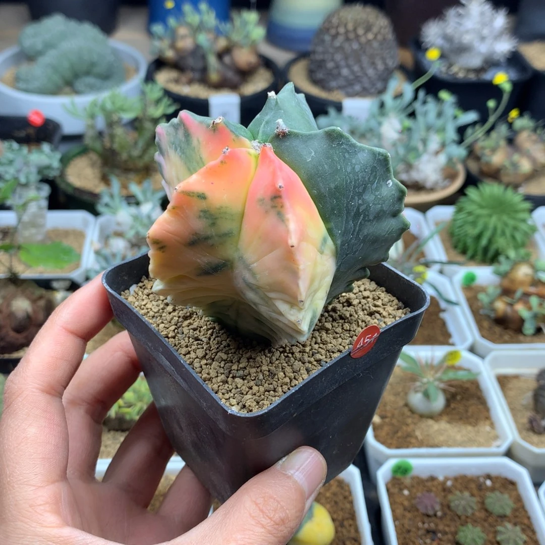 实生鸾凤玉锦带盆多肉6cm