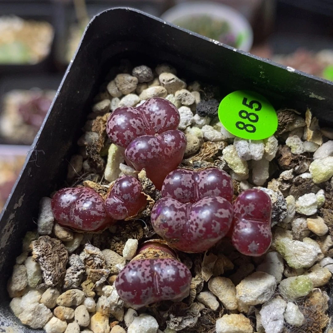 漂漂亮亮多肉植物885