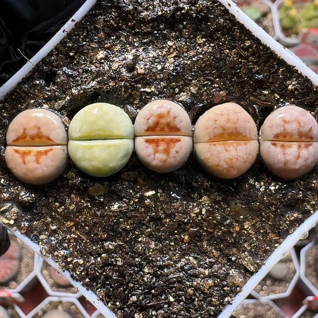 生石花111111。  303