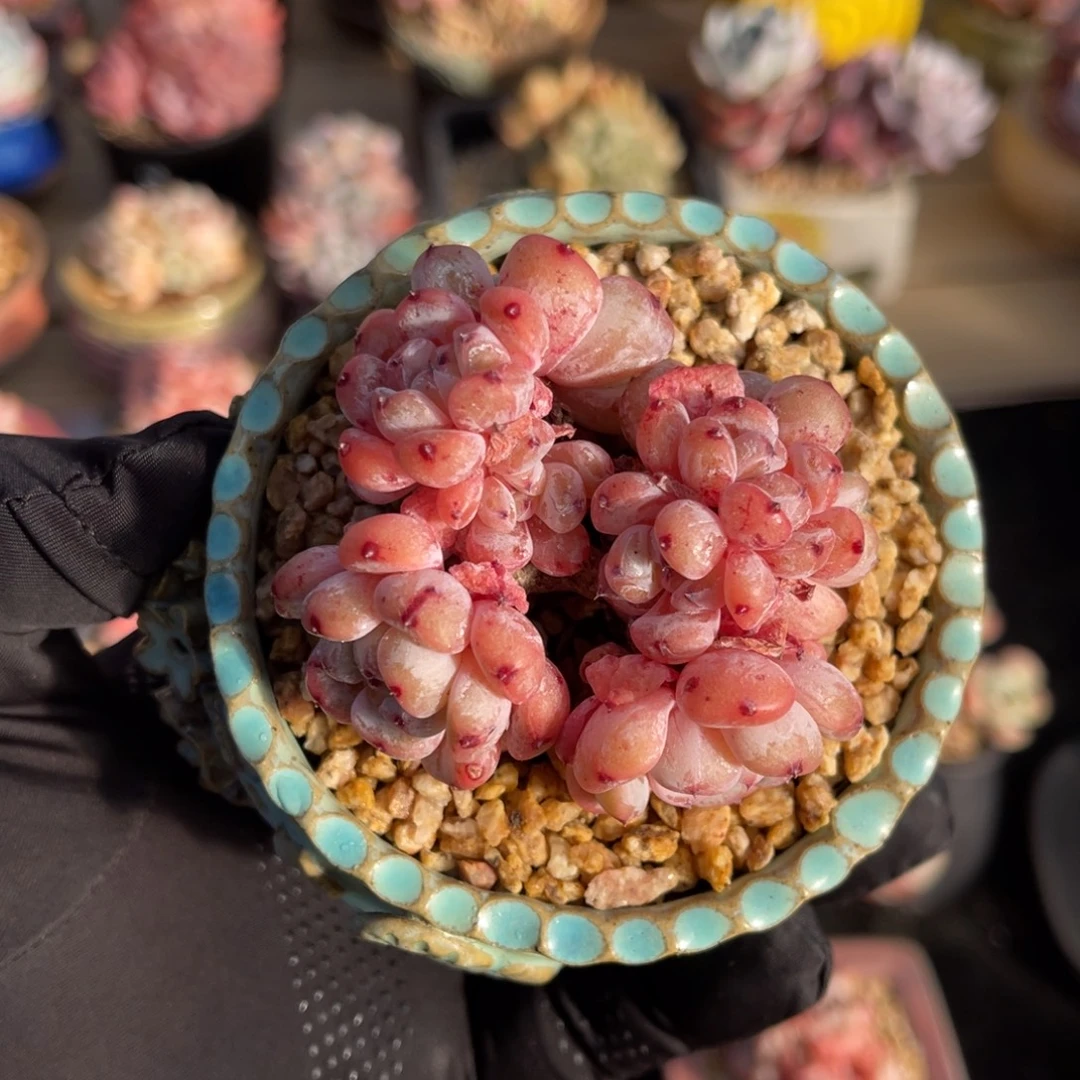 一物一拍不支持退换