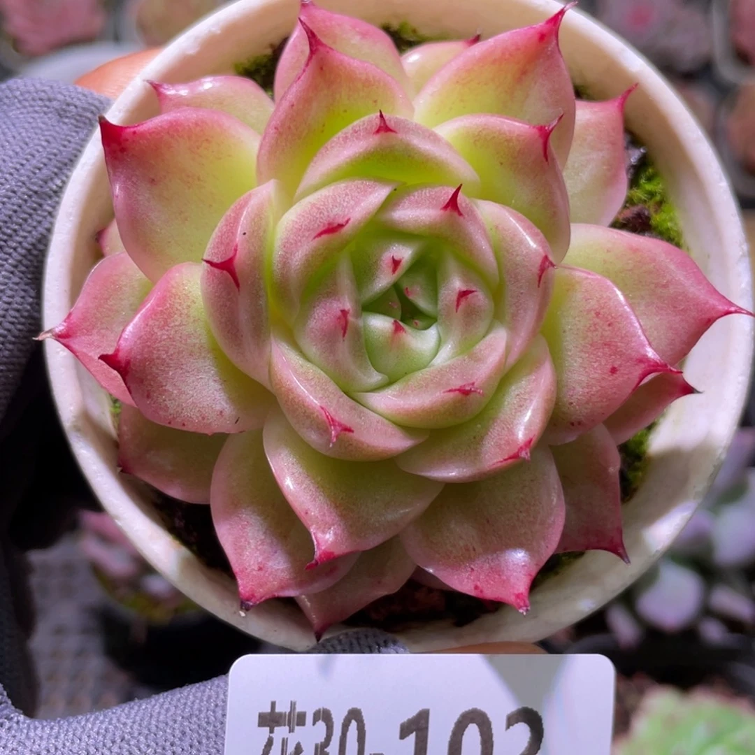 花利美30-102麦秆