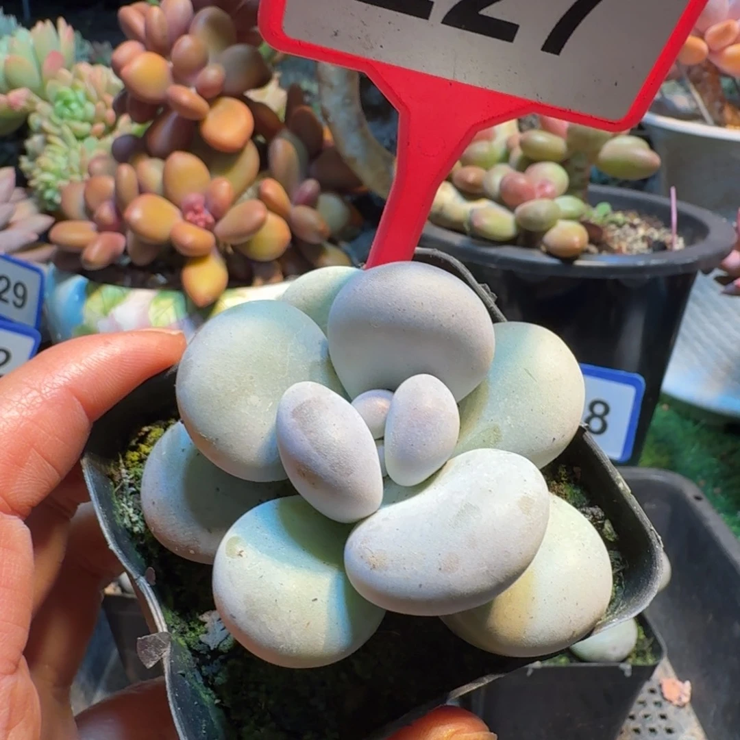 白帝城一物一拍227