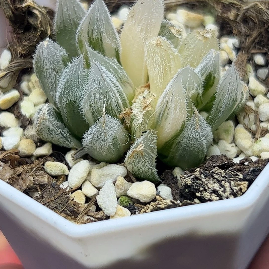 292毛锦十二卷多肉植物