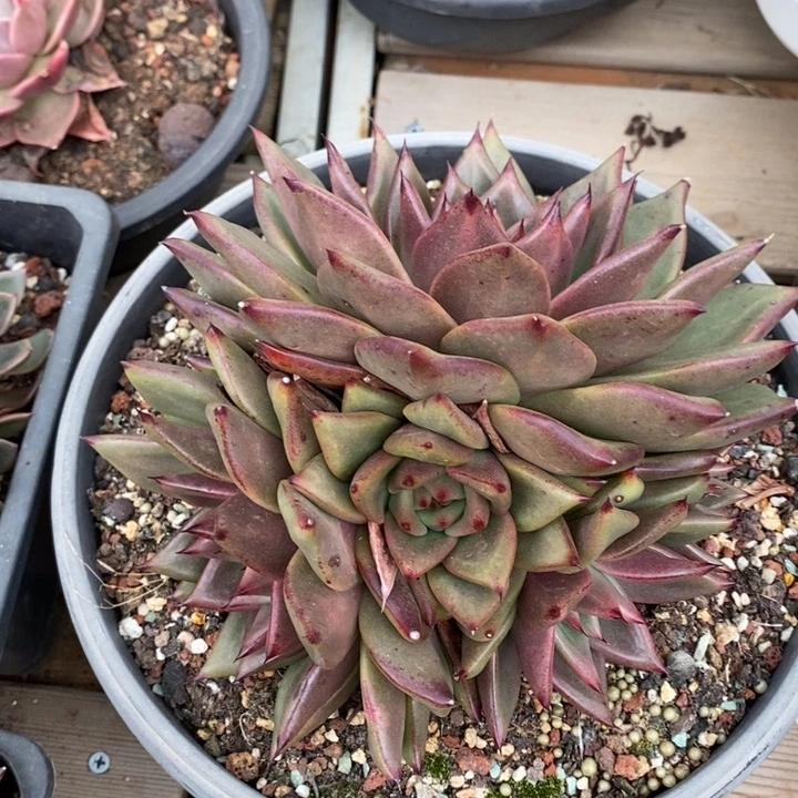 D366- 直播福利 东云