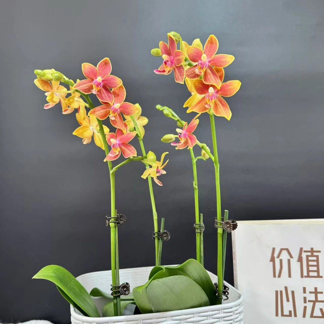 蝴蝶兰[桔子香水]带花带苞昆明基地直发