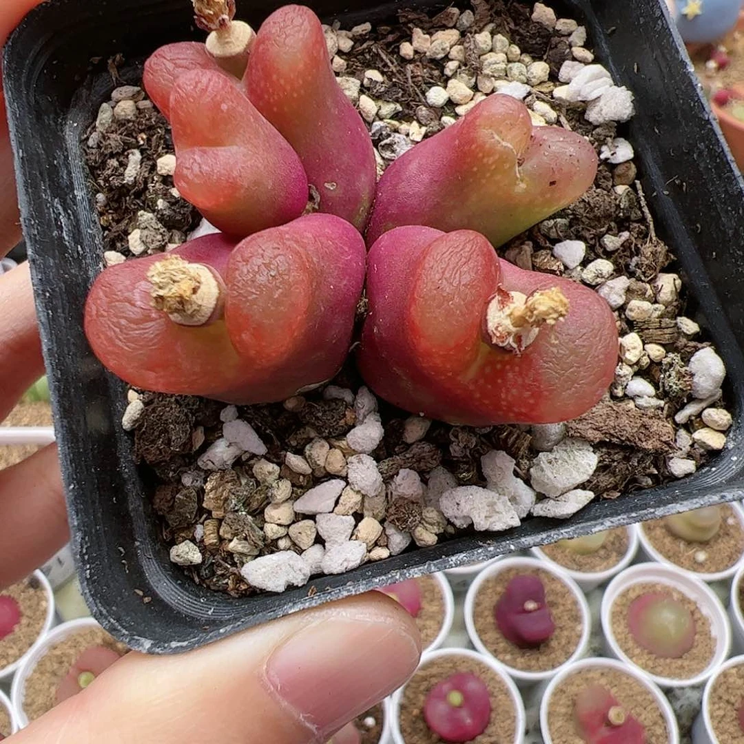 【闪购商品】28 平安福利