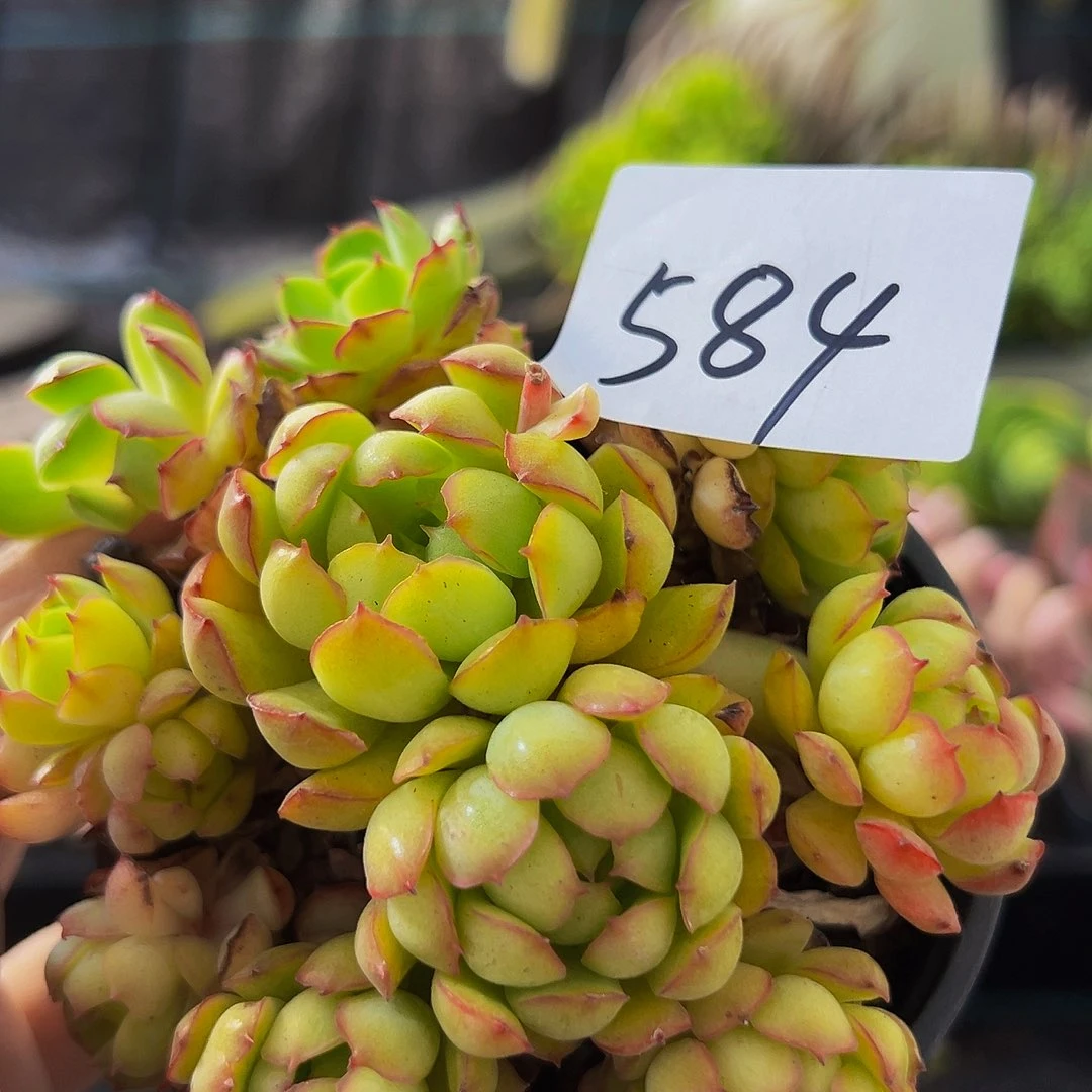 584，球，带盆带土发货