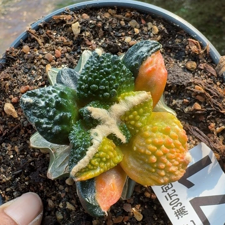 全部花朵571菜花牡丹锦东三