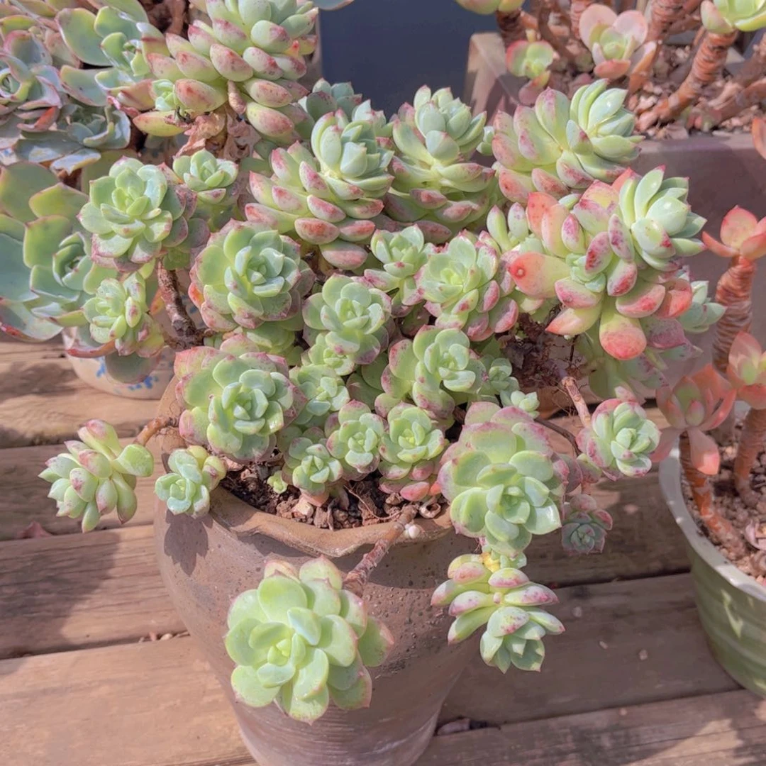 海****司多肉植物组合