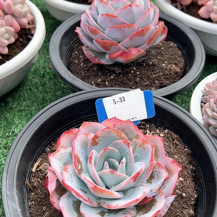 5.33布鲁蓝一个脱土