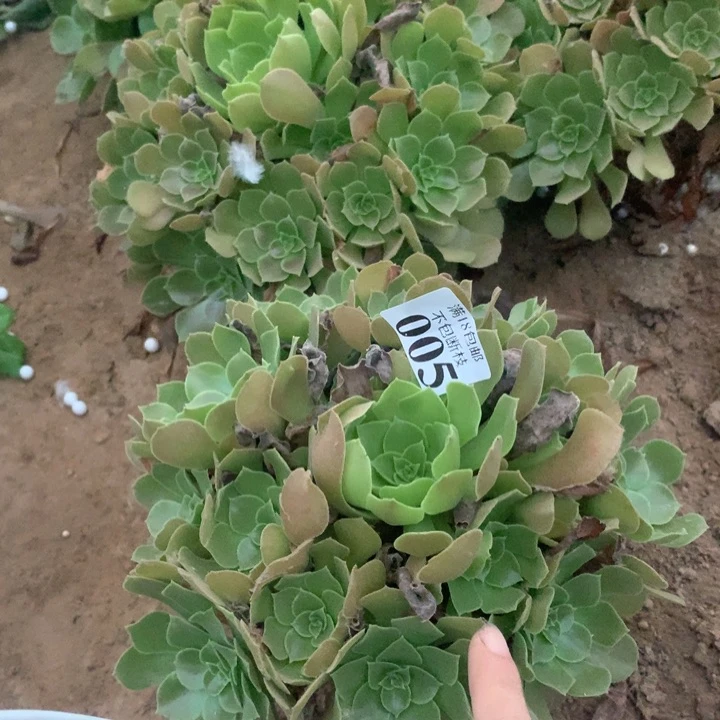 005柠檬玫瑰手捧1hao