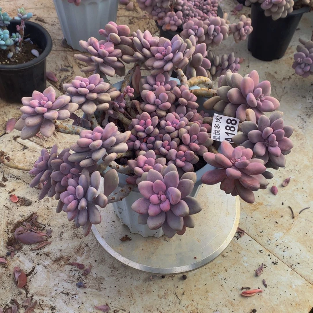 李*妞星悦多肉   A188