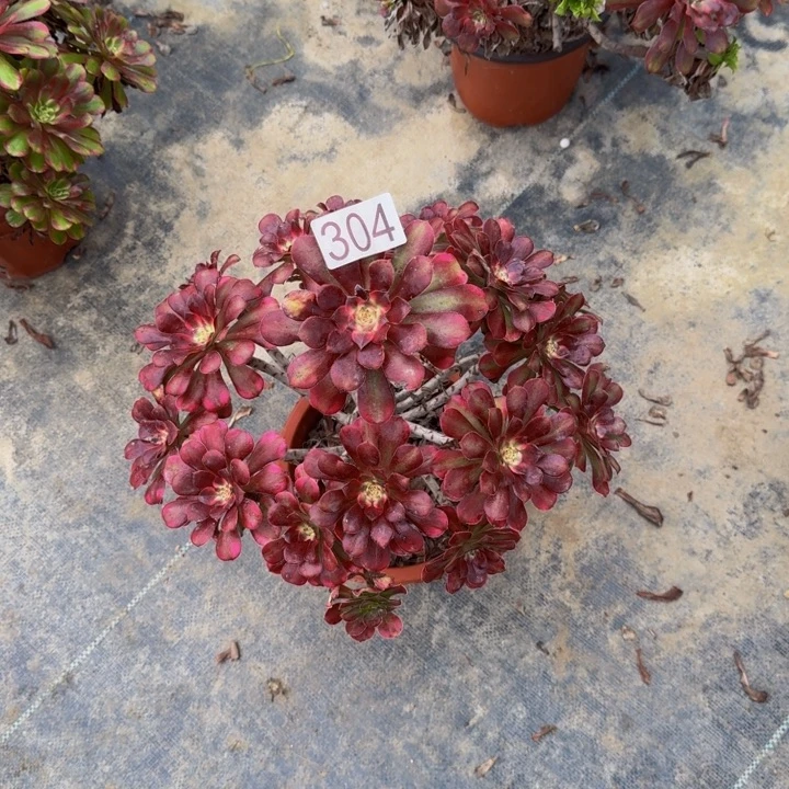 00000000000304红胭脂