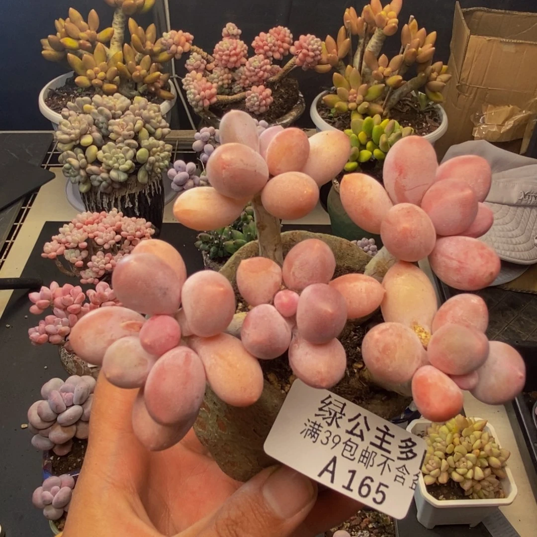 165香水手指奶多肉8c m