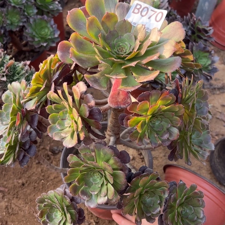 黑萝莉多肉植物070.