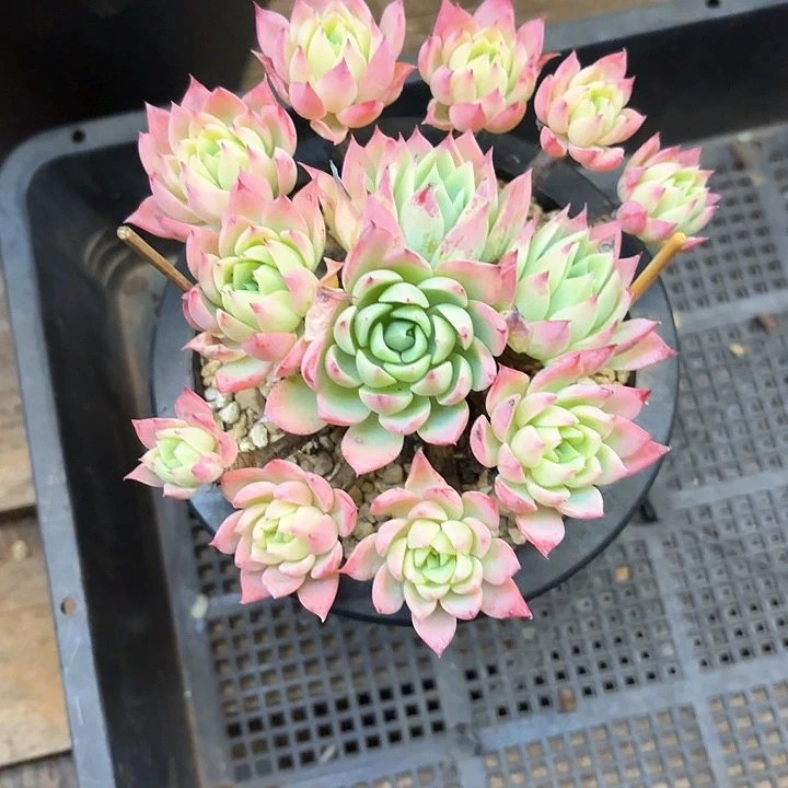 多肉植物，三色景
