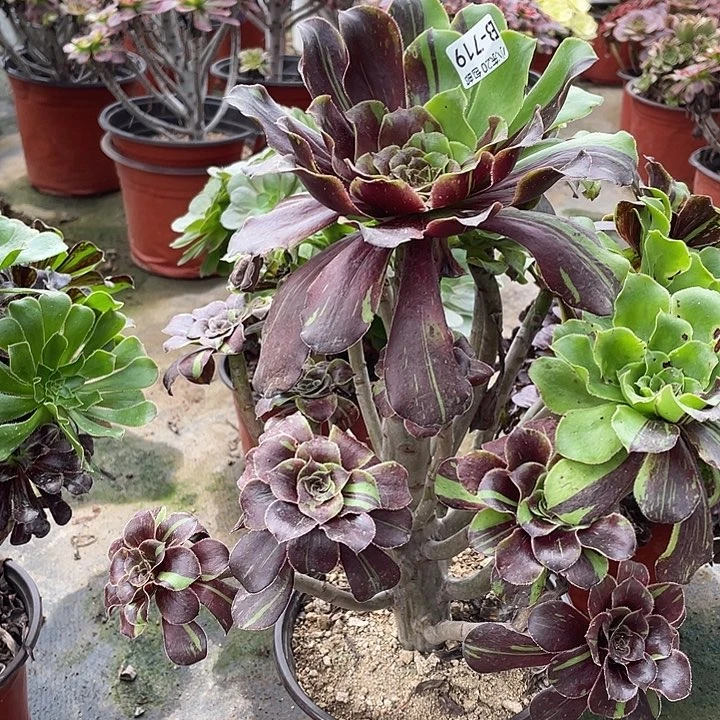 719水墨丹青多肉植物法师