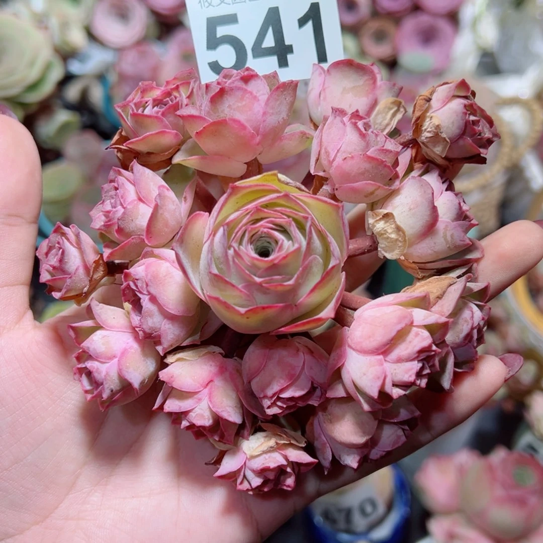541粉色梦境飘枝手捧花。