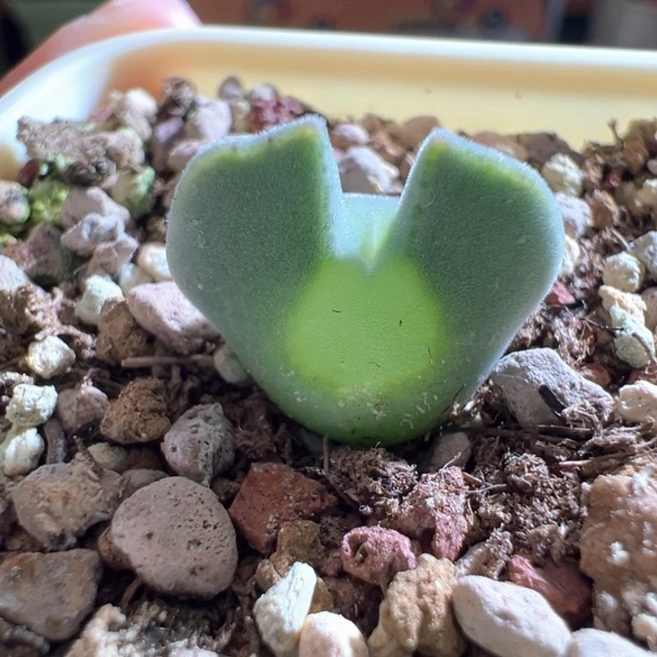 w/747。青蛙3年大眼 限时福利。 88折后