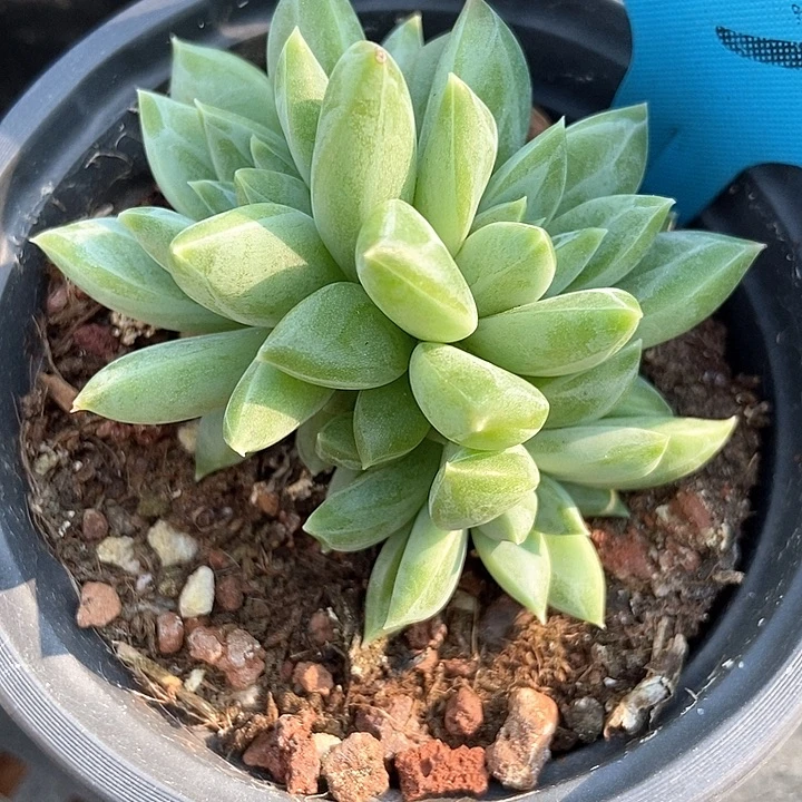 多肉植物幻影美人群1003多肉