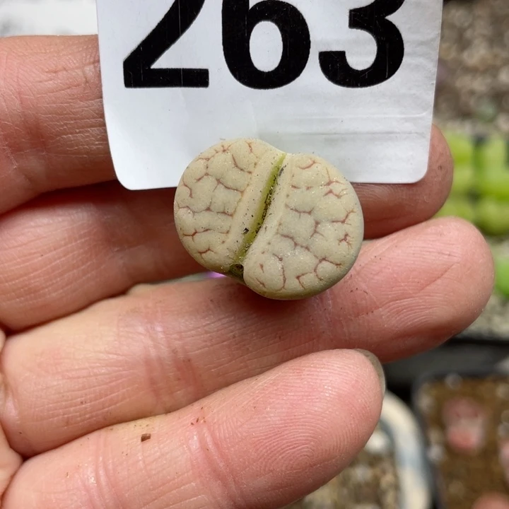 鲸*?263荒玉宝辉玉l l l