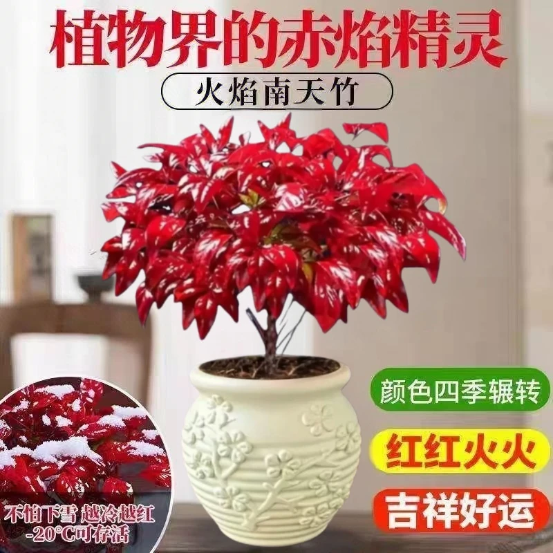 【越冷越红】火焰南天竹盆栽冬季耐寒室内外客厅年宵花植物春绿冬红