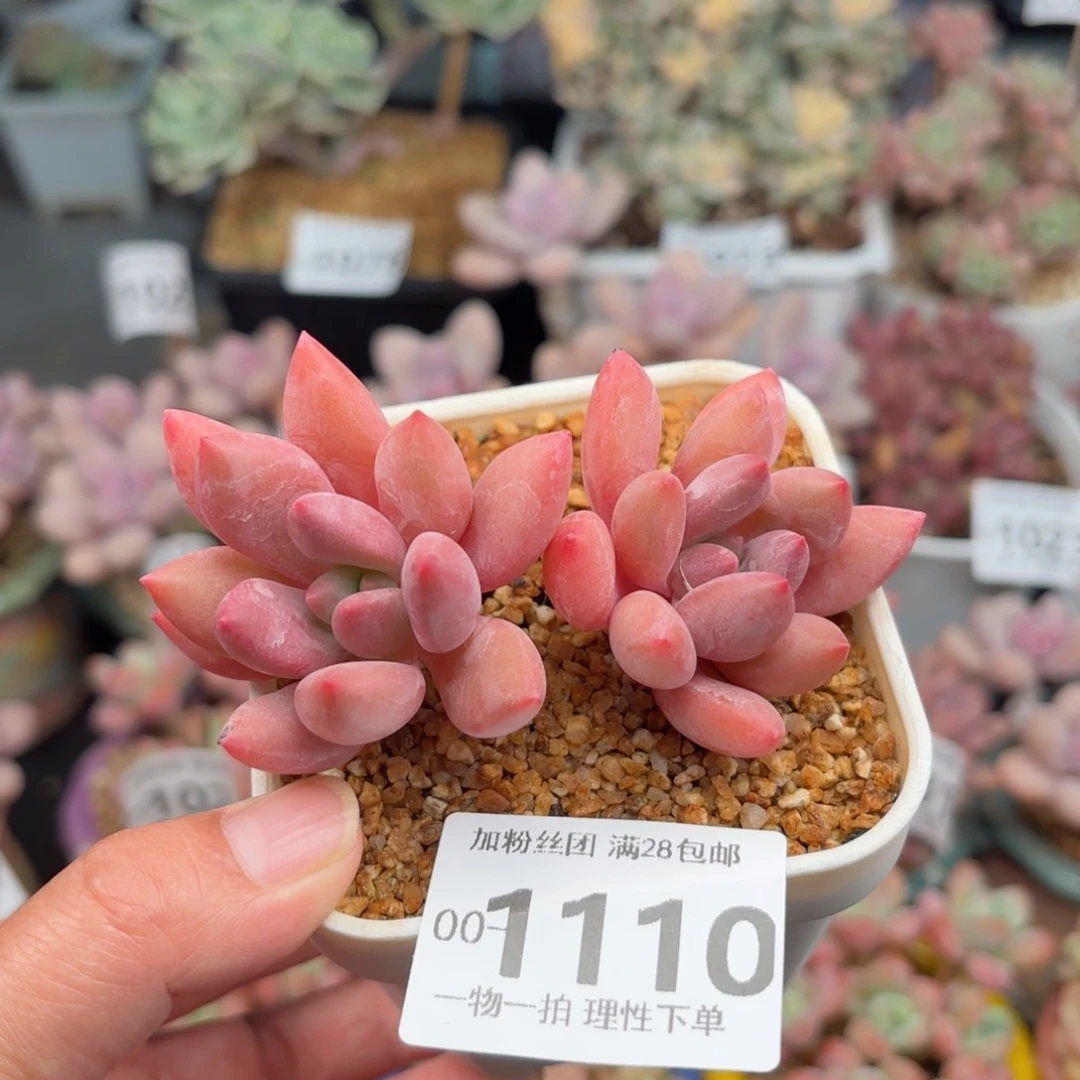 桃花源双头多肉多肉多