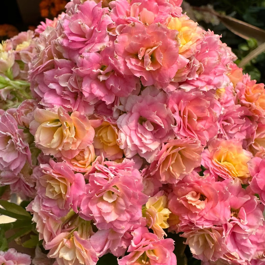 长寿花龙葵【蜜桃果汁】110盆花苞发货