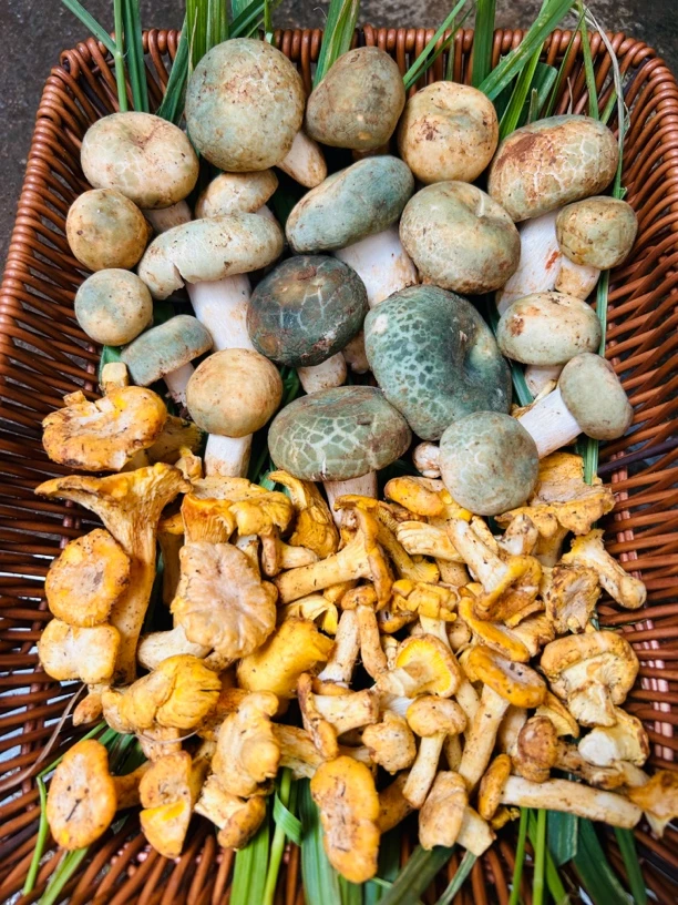 云南野生菌 青头菌➕鸡油菌 顺丰空运包邮