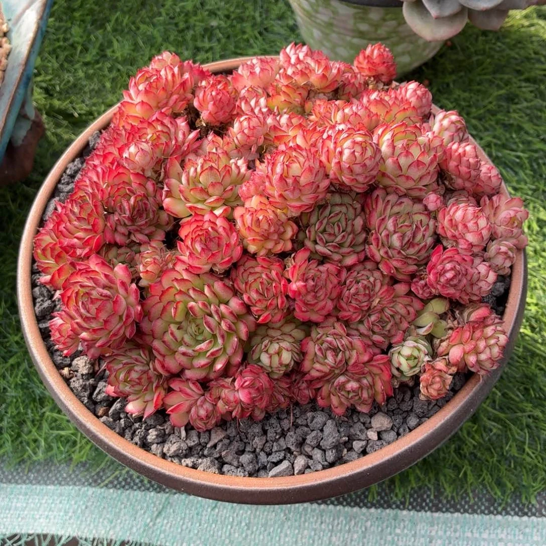 多肉植物 梦幻玫瑰-4