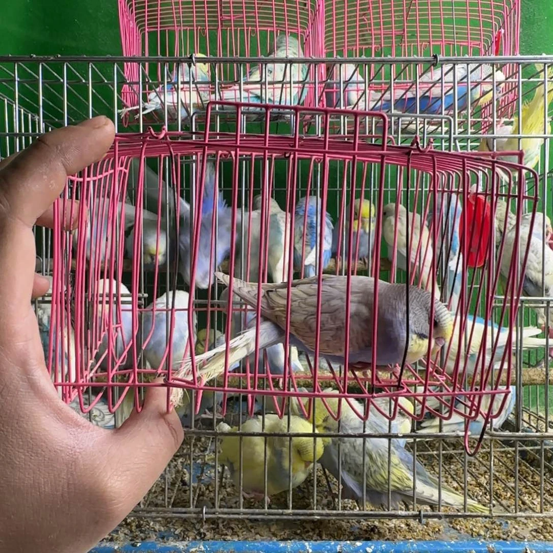 虎皮鹦鹉大头鹦鹉