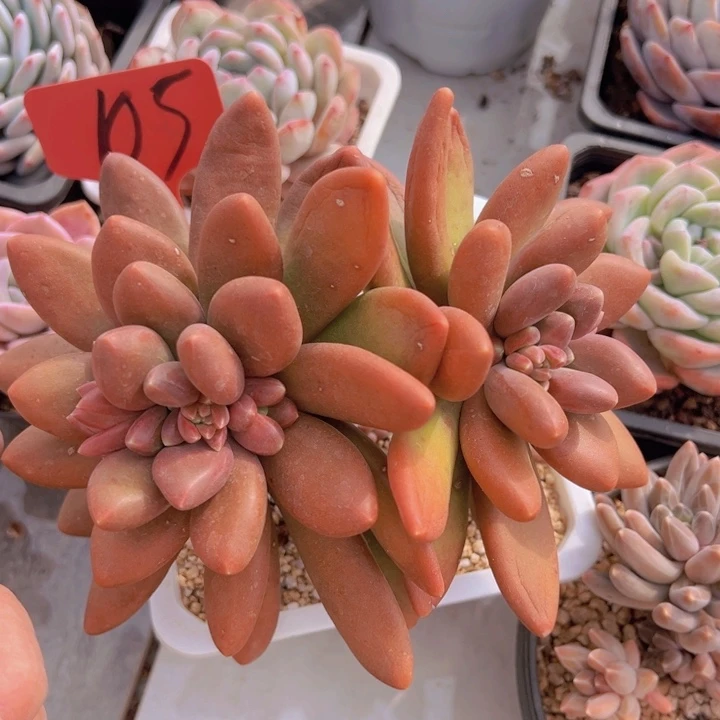 健健康康平平安安