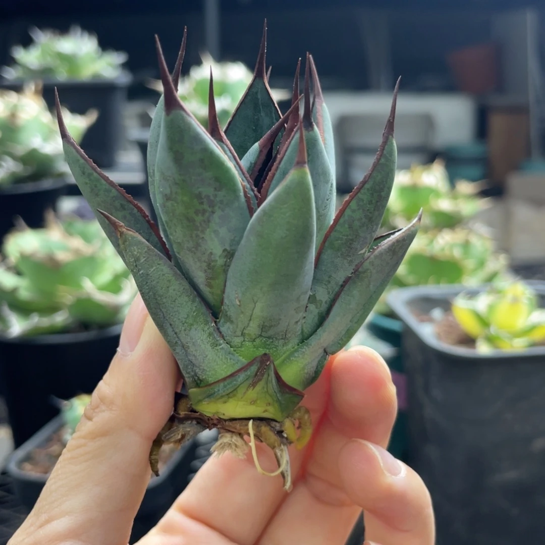 【闪购商品】上帝之手。顶芽有根