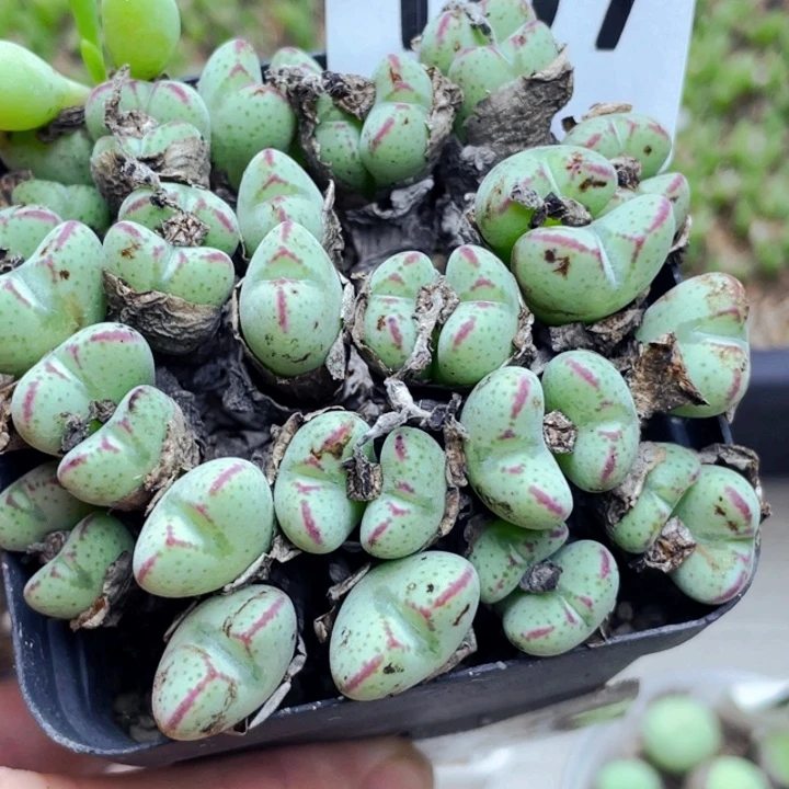 107少将群母本带盆