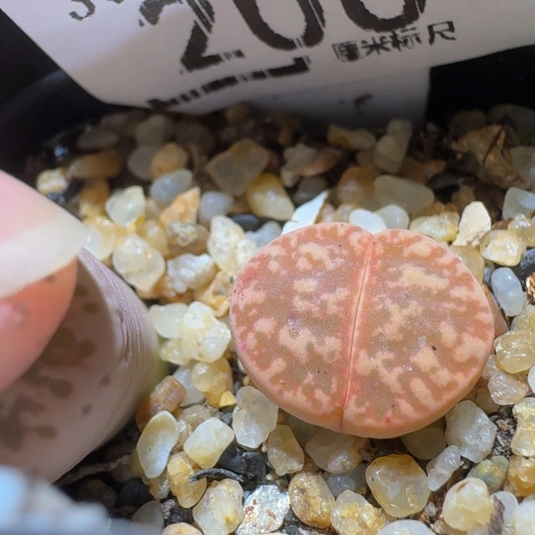Sssss精品生石花200