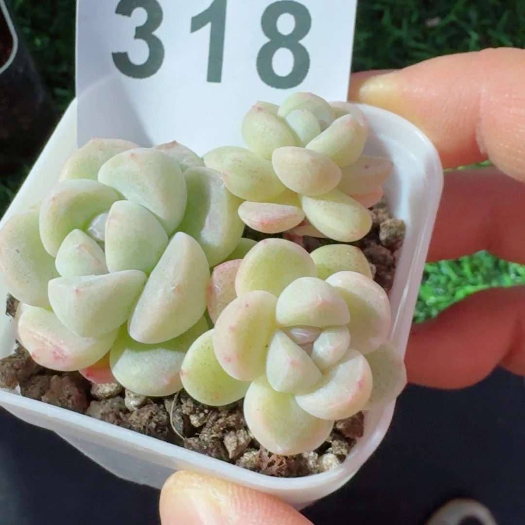 树桩糖心         精品多肉