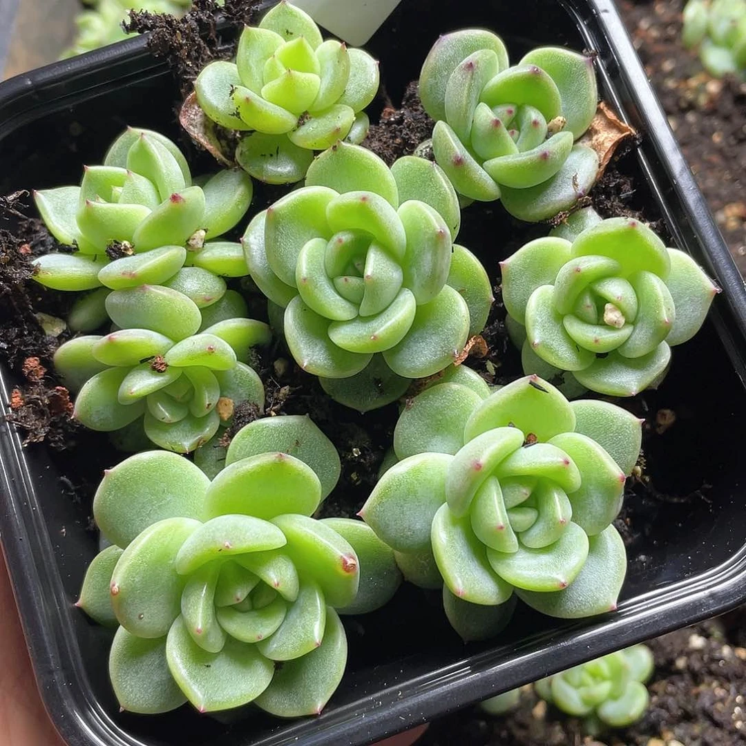 珍妮一物一拍152