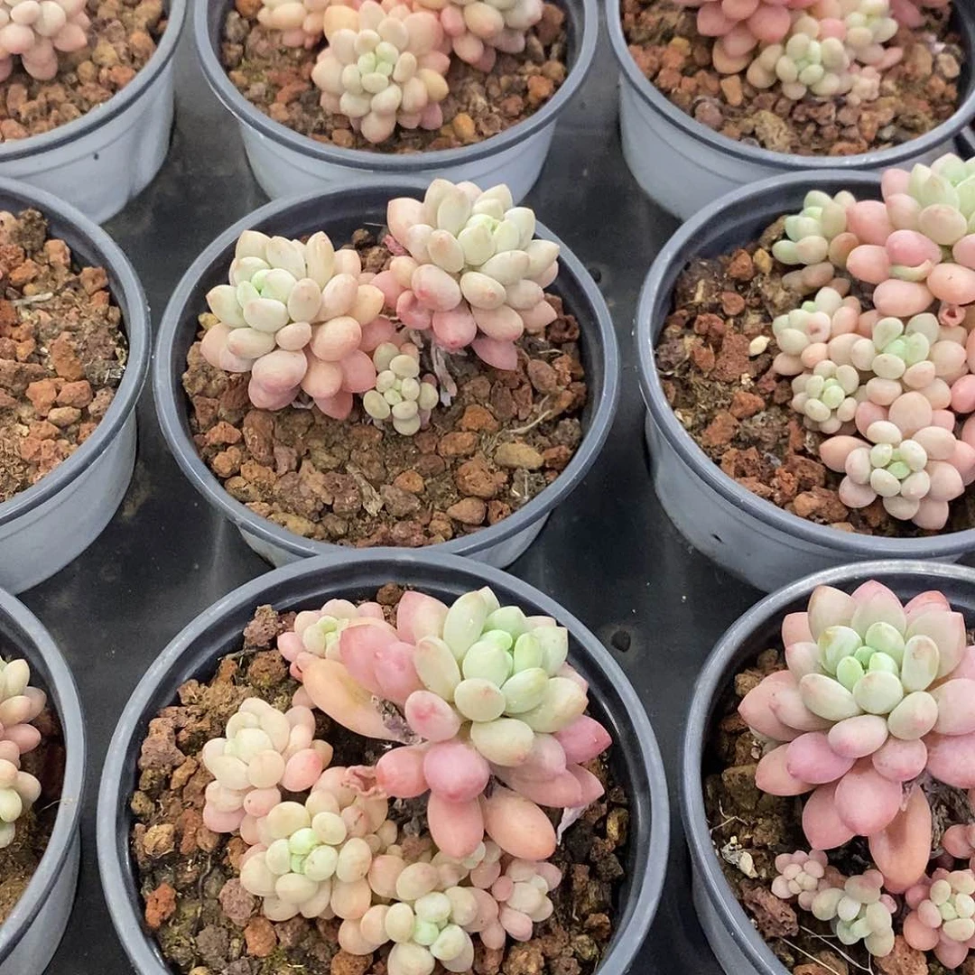 24。鱼子酱。福利多多