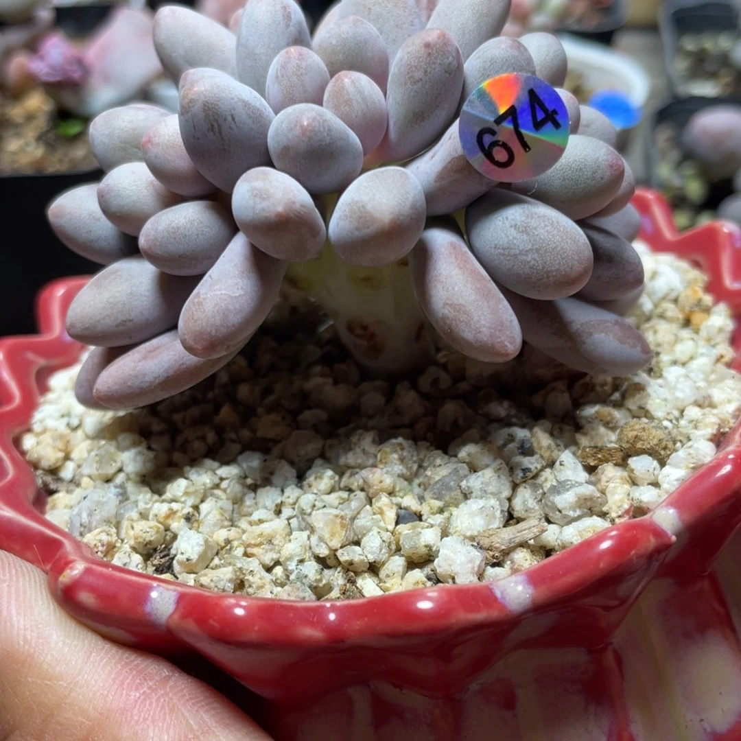 桃花奶酪多肉植物