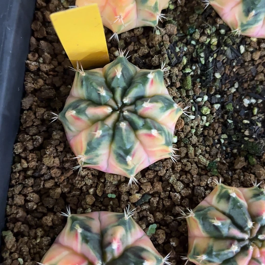 265-1110泰国发货多肉